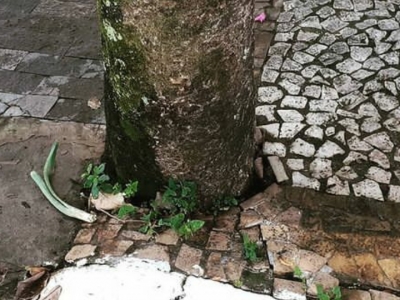 Importncia das rvores urbanas